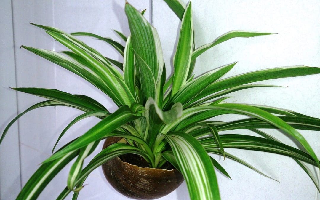 home indoor air quality
