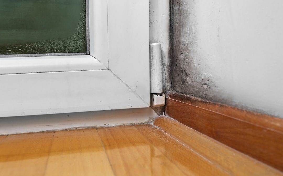 signs of mold in the home