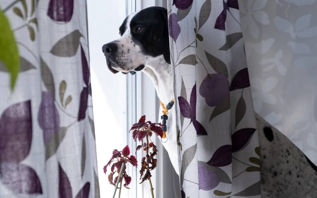 pet-friendly renovations
