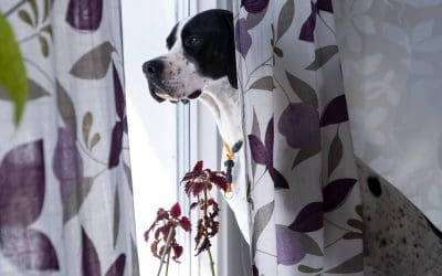 5 Pet-Friendly Renovations for Your Home