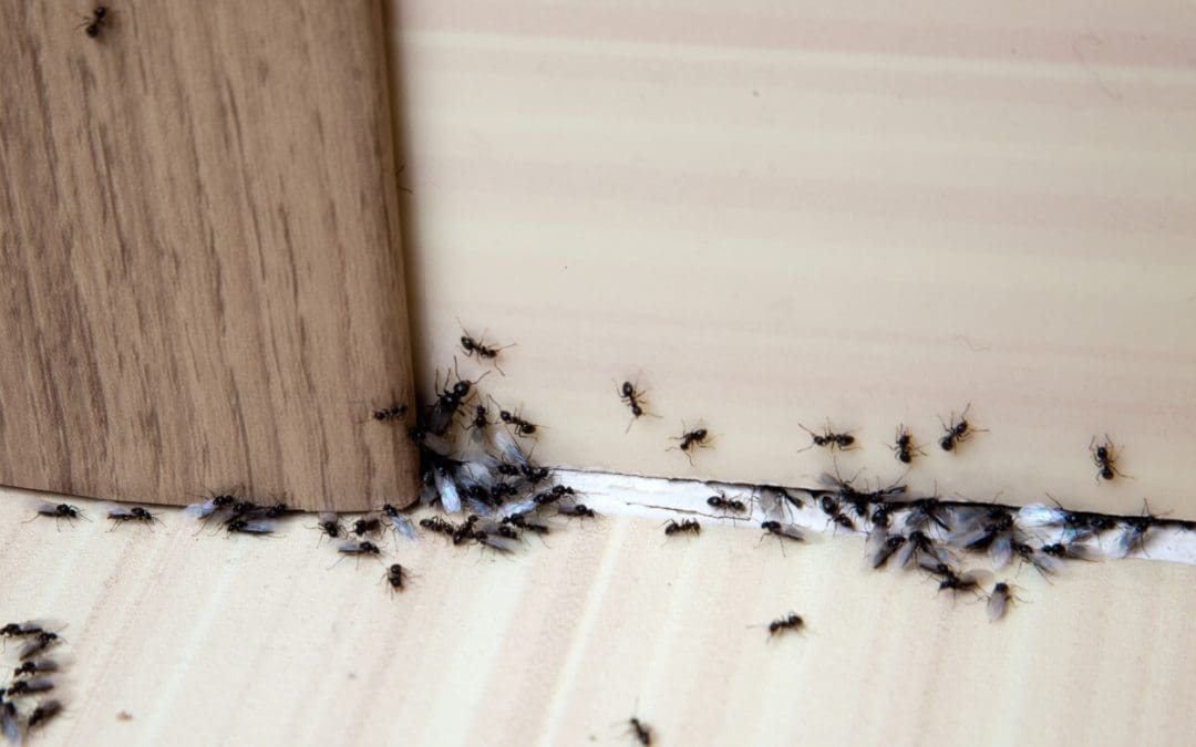 Getting Rid of Ants: How to Keep Your Home Pest-Free