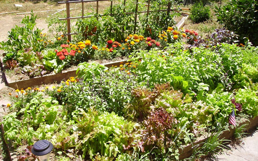 Help Your Garden Survive the Summer
