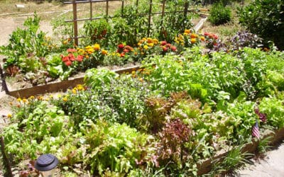 Summer Proof Your Garden: Proven Strategies to Help Your Garden Survive the Heat